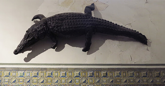 Coccodrillo Patriarca