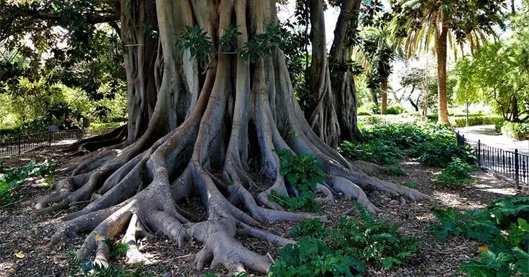Giardini Ayora e Palazzo