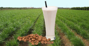 Horchata de Chufa de Valencia