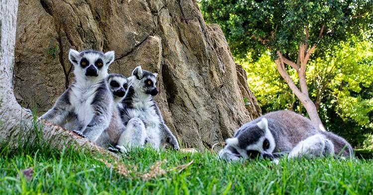 Parco zoologico di Valencia