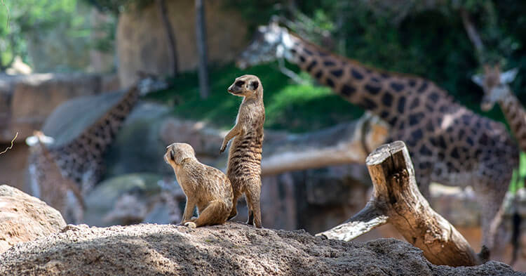 Parco zoologico di Valencia